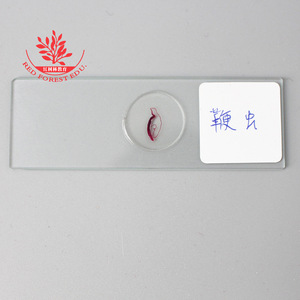 Whipworm biological <b>microscope</b> slides for teaching laboratories: clear structural specimens, brightly stained slides. - Product Image 2