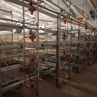 Cage en treillis métallique pour l'élevage de poulets de chair, entièrement automatique, de haute qualité, galvanisée à chaud, longue durée de vie, avec prix d'usine