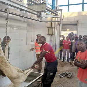 โซลูชันอุปกรณ์ฆ่าวัวแพะโรงฆ่าสัตว์แกะขนาดเล็กอัตโนมัติ 200 ตัว แอฟริกา