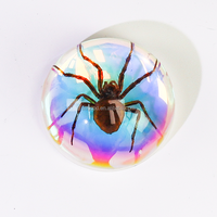 Matériel scolaire : Taxidermie d'insectes réels personnalisable en résine transparente, aides pédagogiques pour l'observation des insectes, spécimens de coléoptères colorés