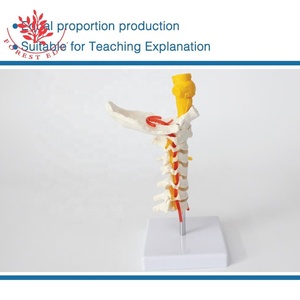 Modelo <span class=keywords><strong>Cervical</strong></span> Humano, Ciencia Médica, Patología Clínica, Columna <span class=keywords><strong>Cervical</strong></span>, Demostración de Rehabilitación del Tallo Cerebral - Product Image 5