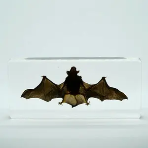 Preserve Animal Bat Specimen Transparent Glass Desktop Paperweight Resin Specimens For Home Decor