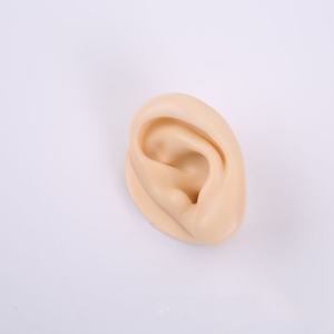 Modèles d'oreilles très demandés pour la présentation d'écouteurs avec clous, destinés à la pratique des piercings médicaux - Product Image 2