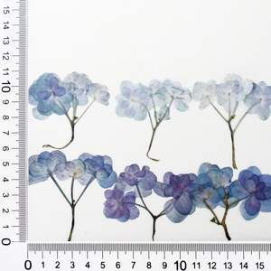 <span class=keywords><strong>Fleurs</strong></span> <span class=keywords><strong>séchées</strong></span> d'hortensia avec tige pour embellissements artisanaux en résine, 100PCS <span class=keywords><strong>Fleurs</strong></span> <span class=keywords><strong>séchées</strong></span> pressées pour bijoux <span class=keywords><strong>DIY</strong></span> Phone Case Decor - Product Image 4