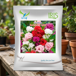 Mélange de graines de œillets irisés importés d'Inde, multicolores, plus de 300 graines, qualité supérieure pour des résultats exceptionnels - Product Image 3