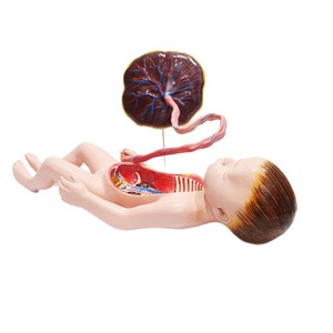 Modèle de circulation sanguine fœtale, modèle de cordon ombilical et de placenta pour nouveau-né, organes internes du nourrisson (détachables et - Product Image 5