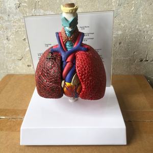 แบบจำลองกายวิภาคปอดส่วนล่าง แบบจำลองการสอนทางการแพทย์ ผลิตโดยผู้ผลิตแบบจำลองทางกายวิภาค - Product Image 1