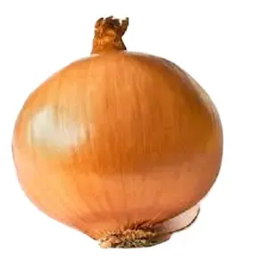 Fresh Yellow Onion/ Brown Onion Non Peeled Onion Price per kg
