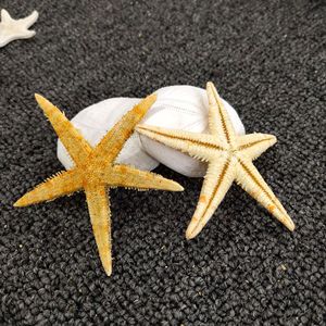 1000 pz/borsa vera Nail Art stella di mare borchie di pesce decorazioni 3D stella conchiglia di mare 0.5-1cm Nail paillettes accessori Mini piccola stella di mare - Product Image 5