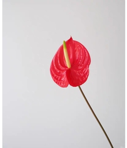 Bunga potongan segar Anthurium cerah untuk pengaturan menakjubkan