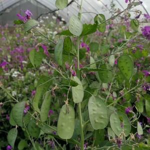 Naturel bouquet de fleurs sèches en gros préservé décoratif vraies fleurs séchées <span class=keywords><strong>lunaria</strong></span> <span class=keywords><strong>annua</strong></span> - Product Image 2