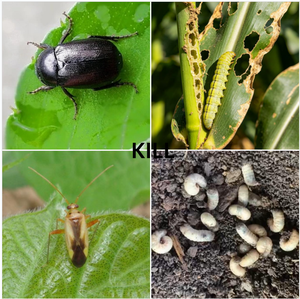 Beauveria <strong>Biological</strong> <strong>Insecticidal</strong> Fungi - Product Image 2