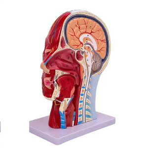 Modelo neuronal vascular cerebral humano de la ciencia médica de tamaño adulto <span class=keywords><strong>cabeza</strong></span> <span class=keywords><strong>y</strong></span> cara <span class=keywords><strong>y</strong></span> <span class=keywords><strong>cuello</strong></span> estructura muscular neurovascular facial - Product Image 3