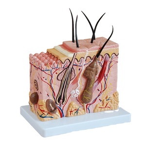 Nuovi modelli di insegnamento della <span class=keywords><strong>pelle</strong></span> <span class=keywords><strong>umana</strong></span> in plastica di arrivo per materiale scolastico in vendita modello anatomico della <span class=keywords><strong>pelle</strong></span> 70X - Product Image 2