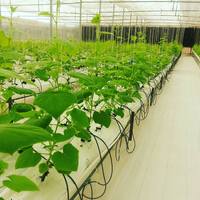 Système hydroponique de serre en PVC blanc personnalisé en usine Sac Cocopeat Gouttière Irrigation goutte à goutte écologique pour fraise tomate