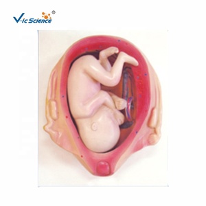 แบบจำลองทางกายวิภาคของกระบวนการเจริญเติบโตของตัวอ่อนในช่วงตั้งครรภ์ - แบบจำลองเพื่อการศึกษาที่เป็นมิตรต่อสิ่งแวดล้อม ทำจากพีวีซี สำหรับโรงเรียนแพทย์ เพื่อการส่งเสริมยา - Product Image 2