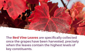 Poudre d'extrait de feuille de vigne rouge personnalisée et vendue en gros Extrait de châtaignier d'Inde Capsule de feuille de vigne rouge - Product Image 4