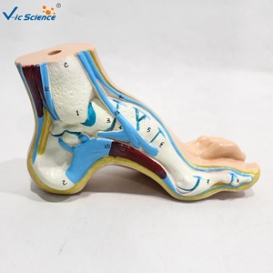 Modèle anatomique <span class=keywords><strong>de</strong></span> pied plat normal, lot <span class=keywords><strong>de</strong></span> 3, taille réelle, pour l'enseignement <span class=keywords><strong>de</strong></span> la pathologie <span class=keywords><strong>de</strong></span> la voûte plantaire, CE/ISO/ROHS/CNAS - Product Image 4