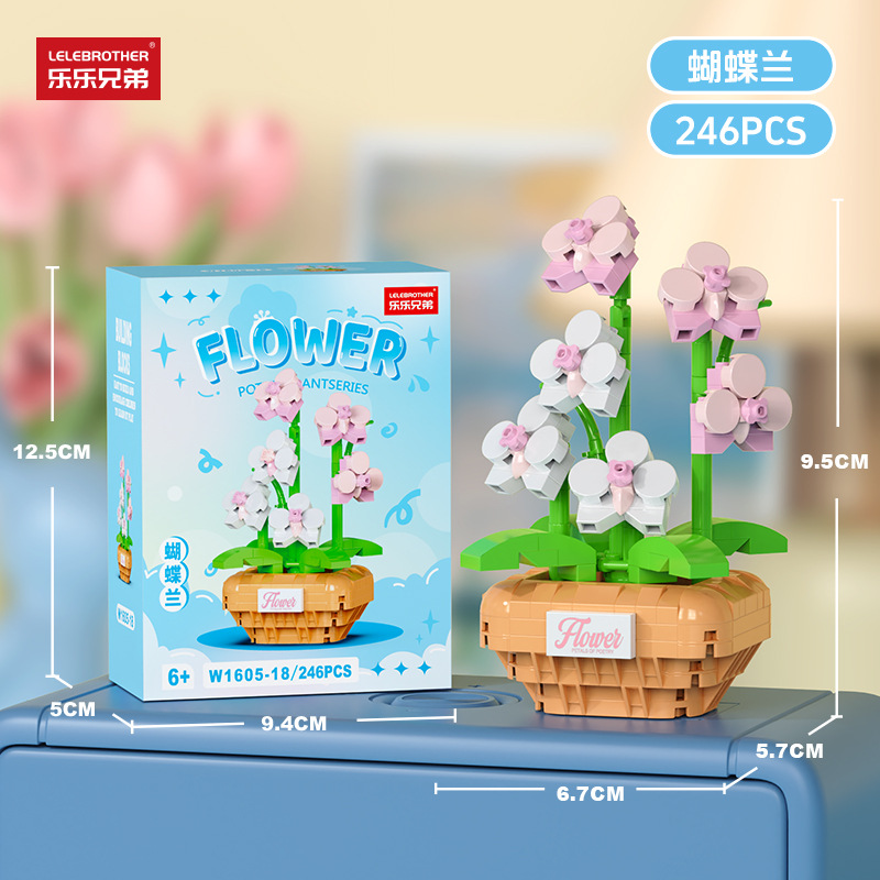 Phalaenopsis orchid [Color Box]
