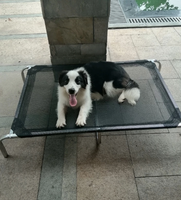 Lit de chien portable surélevé - Lit de chien pliable et lavable pour l'extérieur