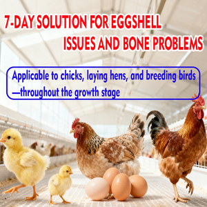 Additifs alimentaires pour volailles ChenYuan EnerCal, calcium chélaté aux acides aminés, soutien à la l-lysine, chlorhydrate, prémélange, conservateur - Product Image 2