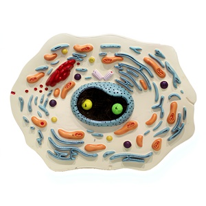 Modelo Anatómico de Célula Animal Mitonquítica, Herramienta de Enseñanza para Laboratorio de Biología - Product Image 4