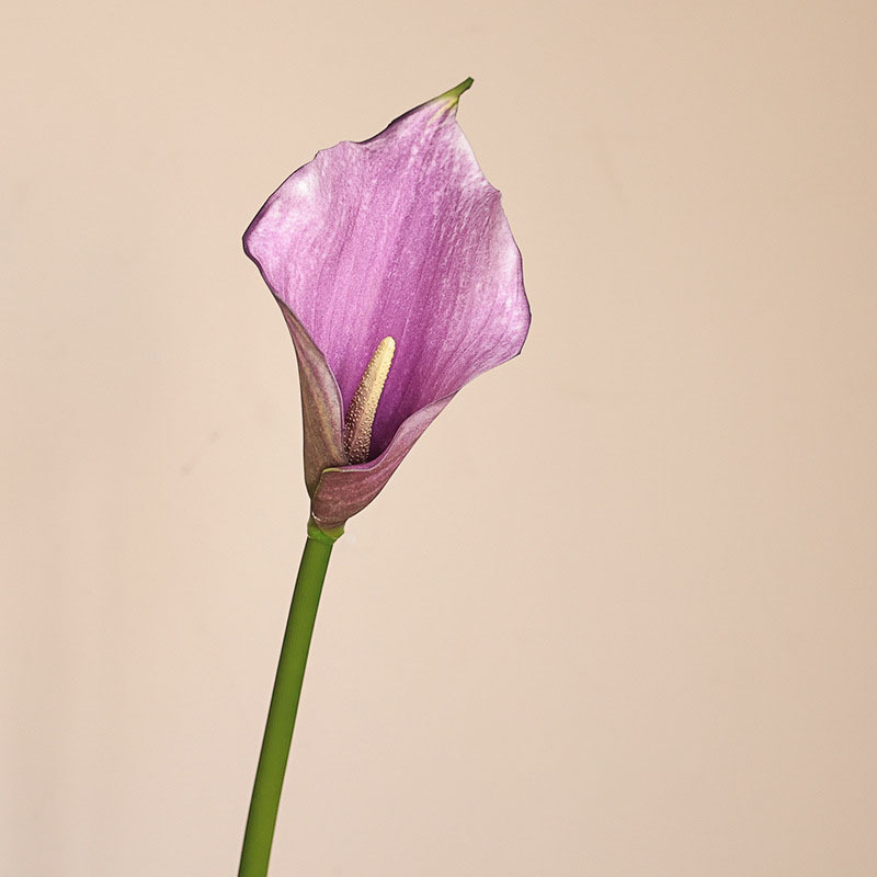 Pourpre