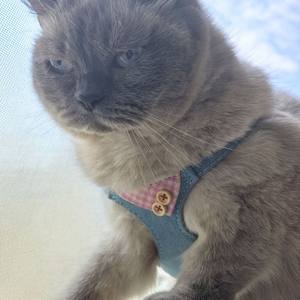 Set <span class=keywords><strong>Harness</strong></span> dan Tali Anjing Bahan Denim dengan Kerah Kotak-kotak yang Ringan dan Dapat Disesuaikan, Termasuk <span class=keywords><strong>Harness</strong></span> dan Tali - Product Image 6