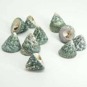 <span class=keywords><strong>2</strong></span>-4cm Green Tower Muschel Schnecke Green Natural Conch Aquarium Landschaft Schalentiere Einsiedler Krabben Muschel Proben Dekor Handwerk - Product Image 1