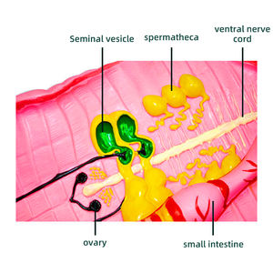 मिट्टी का विच्छेदन मॉडल Zm6021 - Product Image 4