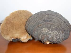 Leão <span class=keywords><strong>shiitake</strong></span> maitake cogumelo cordyceps, extrato de micelânio - Product Image 3