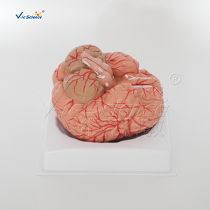 Modello Anatomico di Vene Cerebrali Umane a Grandezza Naturale, 2 Parti, Modello di Testa in Plastica <span class=keywords><strong>per</strong></span> Formazione in Scuole e Ospedali, Vic Science Model - Product Image 2