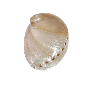 Fotografia <span class=keywords><strong>di</strong></span> stelle marine naturali KI Haihes, nail art popolare, ornamenti coreani e conchiglie - Product Image 5