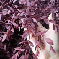 100g de fleurs préservées, eucalyptus bleu bébé/eucalyptus à feuilles étroites, plantes réelles pour décoration intérieure verte