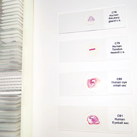 Glass Material and Other Subject 100pcs Human Histology Slides Set Microscope Slide Glass