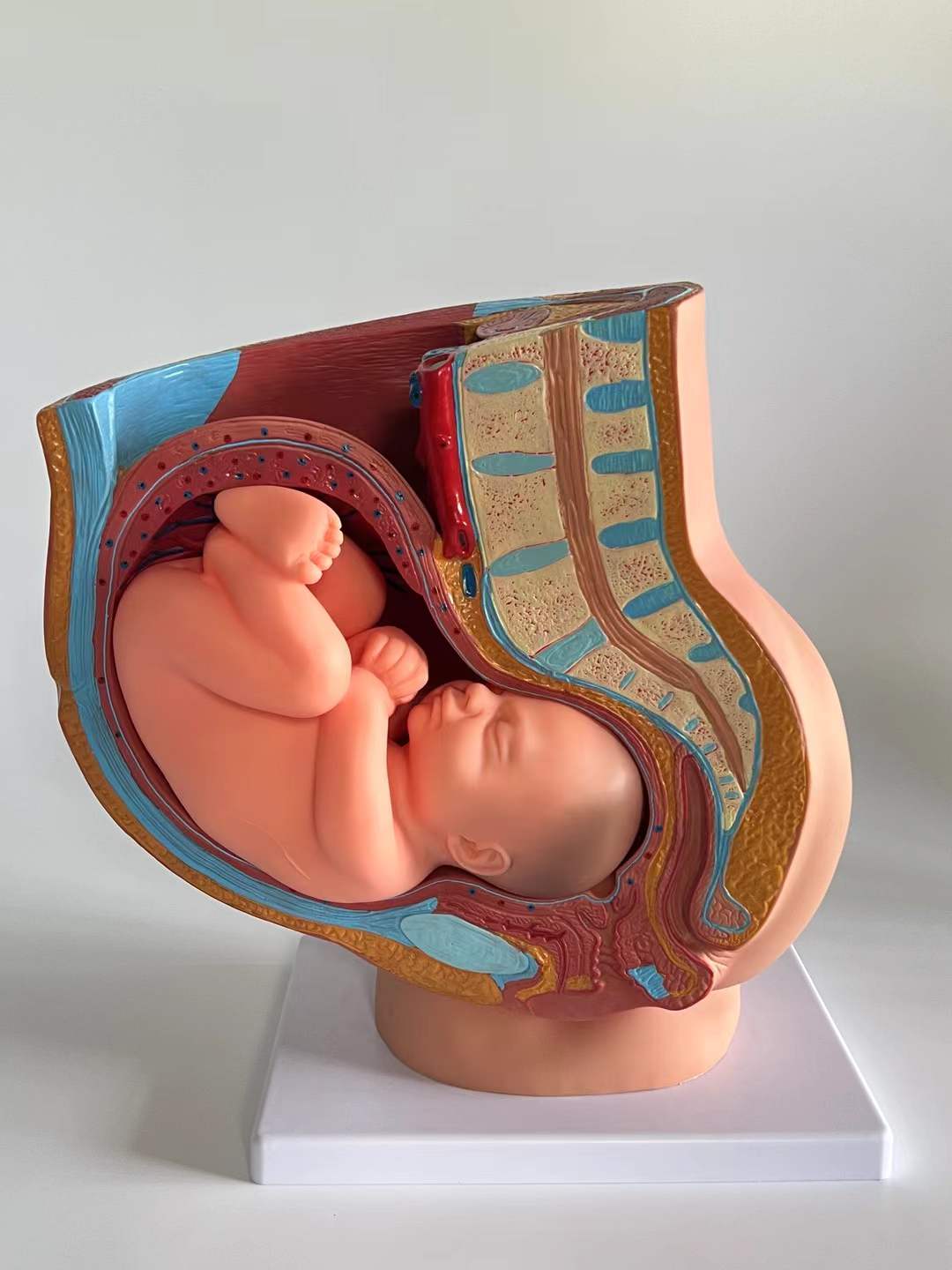 Modelo de embarazo natural a plazo completo de 9 meses