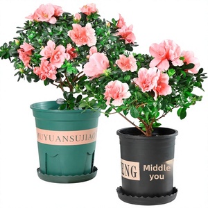 Azalea en Maceta, Bonsái con Tronco Maduro, Plántulas Robustas, Capullos de Flor, Flores para Interiores/Exteriores, Cuatro Estaciones, Fácil Cuidado, <span class=keywords><strong>Resistente</strong></span> al Frío, Origen China - Product Image 1