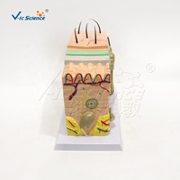 Modelo de Anatomía de Piel Humana Ampliado 70 Veces, Modelo 3D de Sección de Piel con Cabello y Estructura de Tejidos para Enseñanza Médica