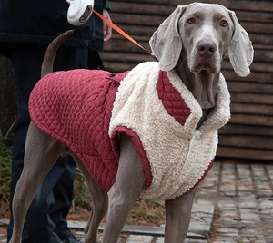 Accessoires pour animaux <span class=keywords><strong>de</strong></span> compagnie, vêtements d'hiver pour animaux <span class=keywords><strong>de</strong></span> compagnie, vêtements pour chiens personnalisés, vestes en velours pour chiens, vêtements pour animaux <span class=keywords><strong>de</strong></span> compagnie coupe-vent, accessoires pour chiens - Product Image 3