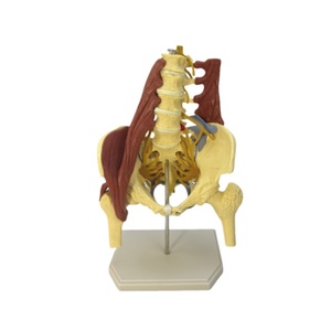 Model anatomi otot vertebra Lumbar manusia Model panggul Model anatomi otot kolom tulang belakang - Product Image 2