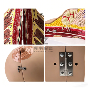Modèle anatomique de sein féminin humain en phase de lactation pour l'enseignement médical et l'anatomie - Product Image 2