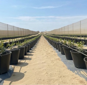 Terracota maceta 25 litros fabrica de macetas plasticas pour myrtille pépinière pot de culture drainage avec collection - Product Image 5