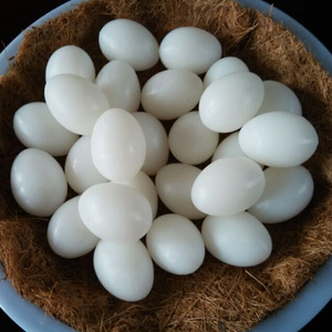 Suministros postales para palomas, productos relacionados con palomas, huevos de Paloma realistas, huevos artificiales de plástico sólido de alta calidad para incubación - Product Image 4