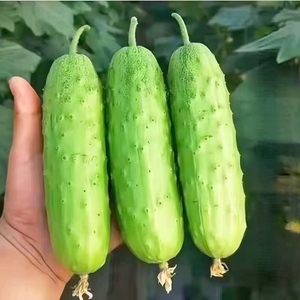Pepino Inglés <span class=keywords><strong>de</strong></span> Origen Chino en Bolsa <span class=keywords><strong>de</strong></span> Almacenamiento Seco - Product Image 3