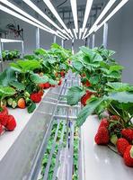 Système hydroponique intelligent multi-spans 40HQ ultra-résistant pour la culture de légumes-feuilles agricoles en location – Meilleure vente
