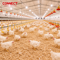 Équipement d'élevage au sol pour poulets de chair, système d'alimentation automatique pour l'élevage avicole commercial