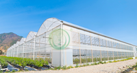 Serre agricole multi-chapelles en film, solution clé en main pour la culture hydroponique de tomates, à vendre