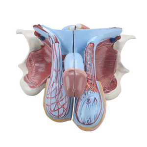 Modelo Anatómico del Sistema Reproductor Masculino, Modelo de Enseñanza de la Estructura Genital Detallada para el Estudio de <span class=keywords><strong>Urología</strong></span> - Product Image 4