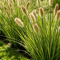 Plante artificielle de gazon de renard réaliste, plume ornementale de pampa pour la décoration de jardin, cour, patio et aménagement extérieur