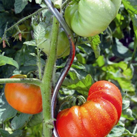 Support de plante grimpante en métal durable Piquets en spirale pour tomates de jardin Support de vigne grimpante verte Piquets de tomates torsadés